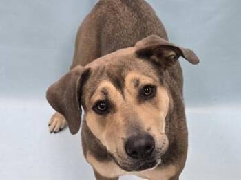Tsuki -  Pit Bull Terrier and Mixed Breed Dog for Adoption in Minneapolis, Minnesota - Tsuki | PetCurious