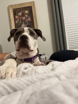 Pit Bull Terrier Dogs Available for Adoption in Glendale, Arizona - Cami | PetCurious