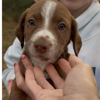 Rescue Beagle and English Springer Spaniel Dogs for Adoption in Park Falls, Wisconsin - Cider | PetCurious