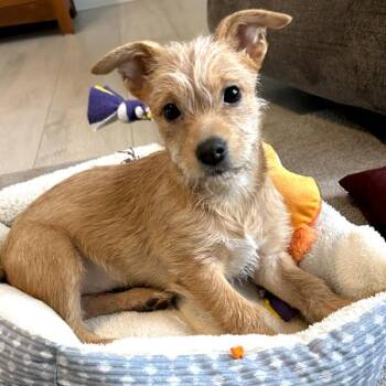 Terrier Dogs Available for Adoption - Callie | PetCurious