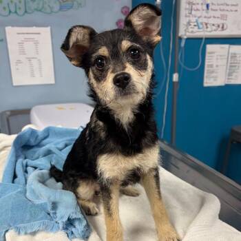 Terrier Dogs Available for Adoption in Vineland, New Jersey - Maple Aka Sicily | PetCurious