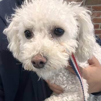 LVH-Stray-13916 -  Mixed Breed Dog for Adoption in Allentown, Pennsylvania - LVH-Stray-13916 | PetCurious