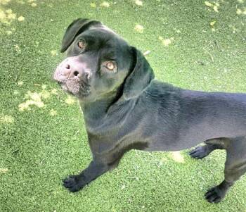 Reilly -  Labrador Retriever Dog for Adoption in Austin, Texas - Reilly | PetCurious