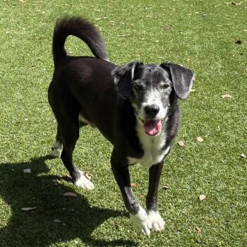 Pabo 9742 -  Mixed Breed Dog for Adoption in Loxahatchee Groves, Florida - Pabo 9742 | PetCurious