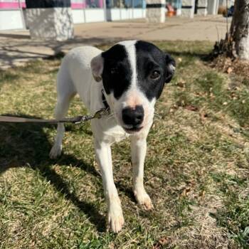 Rescue Jack Russell Terrier and Australian Cattle Dog Blue Heeler Dogs for Adoption in Normal, Illinois - Andrew | PetCurious