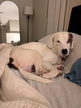 Blue IV -  Beagle Dog for Adoption in Odessa, Florida - Blue IV | PetCurious