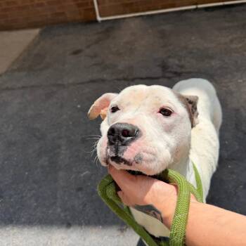 Terrier and Mixed Breed Dogs Available for Adoption in St. Louis, Missouri - Dollie Ann | PetCurious