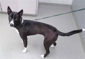 TORIN -  German Shepherd Dog and Mixed Breed Dog for Adoption in Omaha, Nebraska - TORIN | PetCurious
