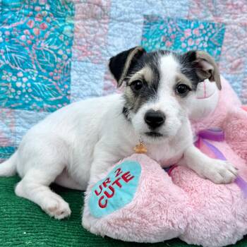 Jack Russell Terrier and Terrier Dogs Available for Adoption in Fairfield, Connecticut - Pepper | PetCurious