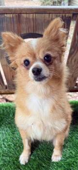 Tiny Dancer -  Pomeranian Dog for Adoption in Wayne, New Jersey - Tiny Dancer | PetCurious