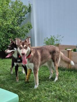 Nala -  Husky Dog for Adoption in Elmhurst, Illinois - Nala | PetCurious