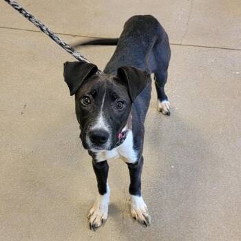 Marceline -  Pit Bull Terrier Dog for Adoption in Baltimore, Maryland - Marceline | PetCurious