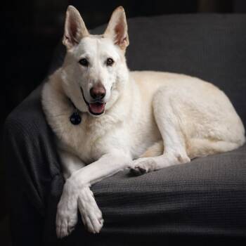 German Shepherd Dog Dogs Available for Adoption - Harley | PetCurious