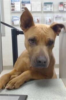 Pit Bull Terrier Dogs Available for Adoption in Oklahoma City, Oklahoma - A473591 | PetCurious