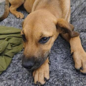 Rescue Black Mouth Cur Dogs for Adoption in Wadena, Minnesota - Macey | PetCurious