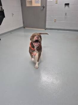 FLOUNDER -  Boxer and Mixed Breed Dog for Adoption in St. Cloud, Florida - FLOUNDER | PetCurious
