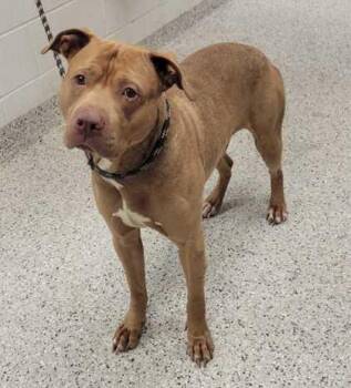 Pit Bull Terrier and Mixed Breed Dogs Available for Adoption in Kansas City, Missouri - Taxi | PetCurious