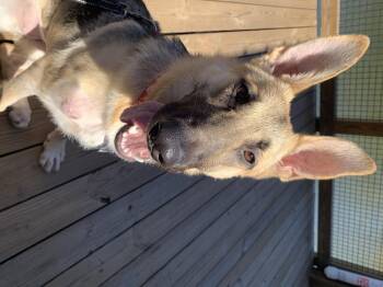 German Shepherd Dog Dogs Available for Adoption - Armani | PetCurious