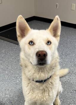 Jim -  Siberian Husky and Mixed Breed Dog for Adoption in Yankton, South Dakota - Jim | PetCurious