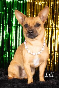 Chihuahua and Terrier Dogs Available for Adoption - Lili | PetCurious