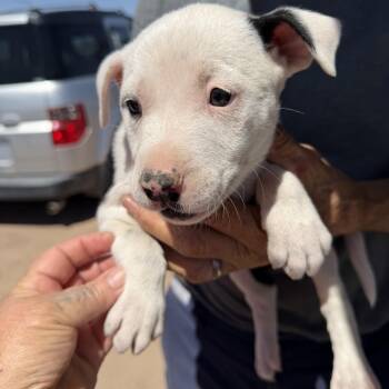 Saturn -  Labrador Retriever Dog Available for Adoption in Deming, New Mexico - Saturn | PetCurious