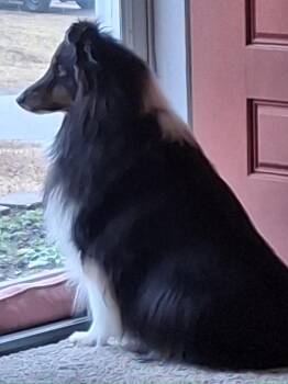 Shetland Sheepdog Sheltie Dogs Available for Adoption - Shadow 2 2025 | PetCurious