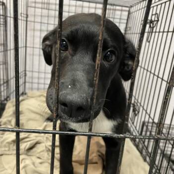 Mixed Breed Dogs Available for Adoption in Port Charlotte, Florida - Lenny | PetCurious