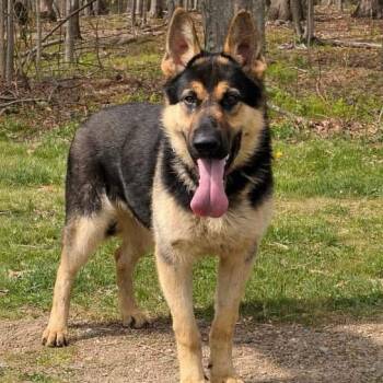 German Shepherd Dog Dogs Available for Adoption in New Ringgold, Pennsylvania - Gunner (26-165) | PetCurious