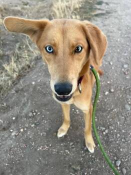 Yellow Labrador Retriever and Mixed Breed Dogs Available for Adoption - Toasty | PetCurious