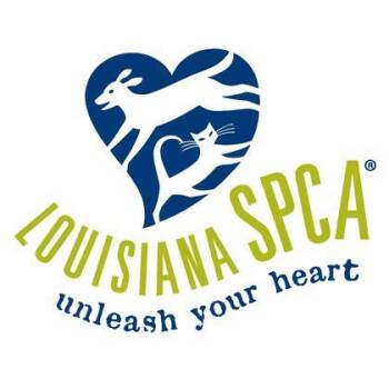 Toby Maguire -  Pit Bull Terrier and Mixed Breed Dog for Adoption in New Orleans, Louisiana - Toby Maguire | PetCurious