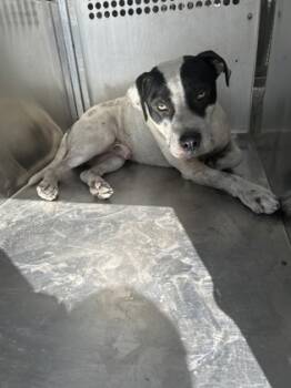 Rescue Pit Bull Terrier and Mixed Breed Dogs for Adoption in Fort Worth, Texas - 59549639 | PetCurious