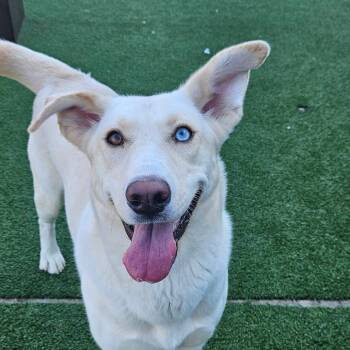 Spice -  Husky and Mixed Breed Dog for Adoption in Chatham, Virginia - Spice | PetCurious