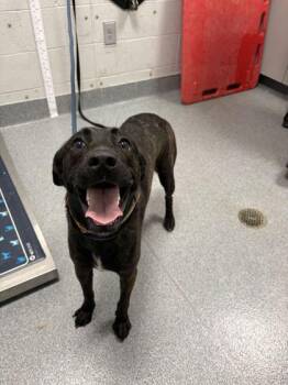 Zora -  Mixed Breed Dog for Adoption in Sevierville, Tennessee - Zora | PetCurious