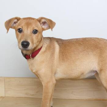 Taxie Vasion D70060 -  Australian Shepherd and Shepherd Dog for Adoption in Minnetonka, Minnesota - Taxie Vasion D70060 | PetCurious