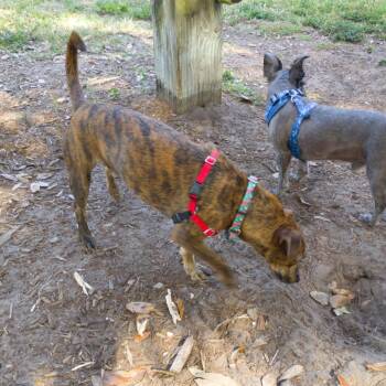 Pretty Boy -  Dachshund and Mixed Breed Dog for Adoption in Pinellas Park, Florida - Pretty Boy | PetCurious
