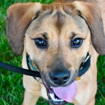 CHANCE -  Mixed Breed Dog for Adoption in Bowling Green, Ohio - CHANCE | PetCurious