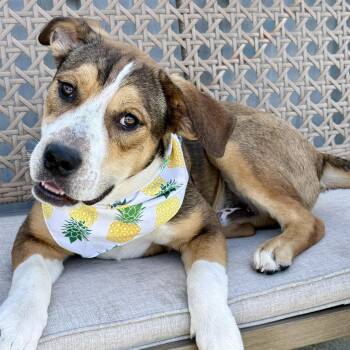 Marcus -  Mixed Breed Dog Available for Adoption in Effingham, Illinois - Marcus | PetCurious