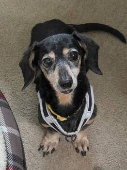 Izzy -  Dachshund Dog for Adoption in Pottstown, Pennsylvania - Izzy | PetCurious