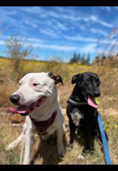 Rescue Black Labrador Retriever Dogs for Adoption in Clinton, Washington - Scout | PetCurious
