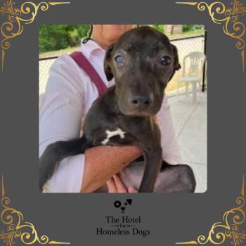 American Staffordshire Terrier and Terrier Dogs Available for Adoption in Cumberland, Rhode Island - Mocha | PetCurious