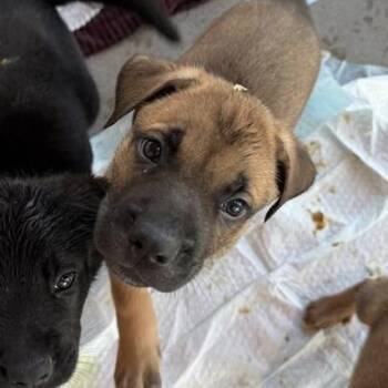 Mixed Breed Dogs Available for Adoption in Bentonville, Arkansas - Sunstone | PetCurious