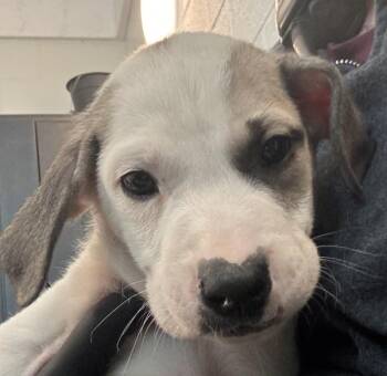 Labrador Retriever Dogs Available for Adoption - Mark | PetCurious