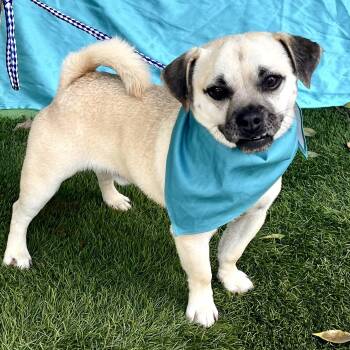 Pug and Mixed Breed Dogs Available for Adoption - Bruno | PetCurious