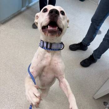 Def Jam -  Pit Bull Terrier and Mixed Breed Dog for Adoption - Def Jam | PetCurious