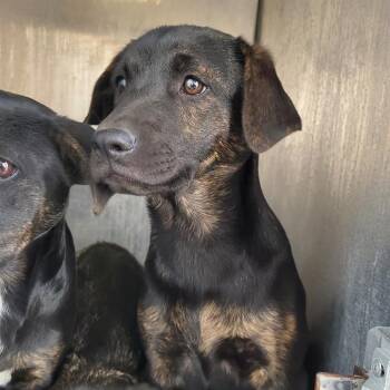 Shepherd Dogs Available for Adoption in San Antonio, Texas - Mumbles | PetCurious