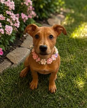 Annabelle -  Rhodesian Ridgeback and Labrador Retriever Dog for Adoption in Phoenix, Arizona - Annabelle | PetCurious
