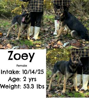 Rescue German Shepherd Dog Dogs for Adoption in Staffordsville, Kentucky - Zoey | PetCurious