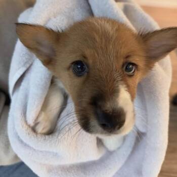 Argos (#334) -  Corgi Dog for Adoption in Twin Lakes, Wisconsin - Argos (#334) | PetCurious