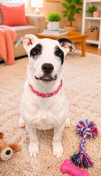 Panda -  American Bully Dog for Adoption in Walker, Louisiana - Panda | PetCurious