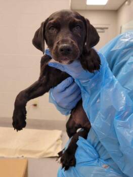 Mixed Breed Dogs Available for Adoption in Chillicothe, Ohio - Triangle | PetCurious